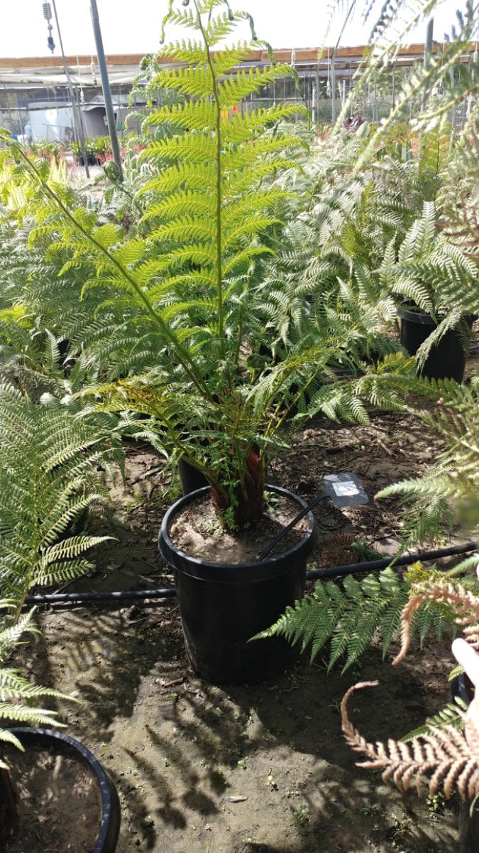 Photo for Dicksonia antarctica (Tasmanian Tree Fern)