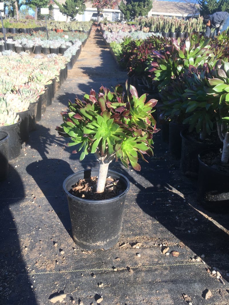 Photo for Aeonium arboreum (Green Tree Aeonium)
