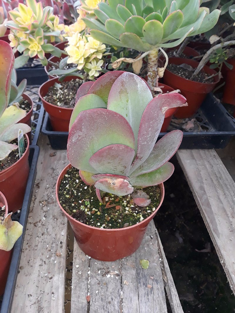 Photo for Kalanchoe luciae (Paddle Plant)