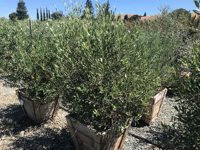 Photo for Olea europaea 'Swan Hill' (Swan Hill Olive)