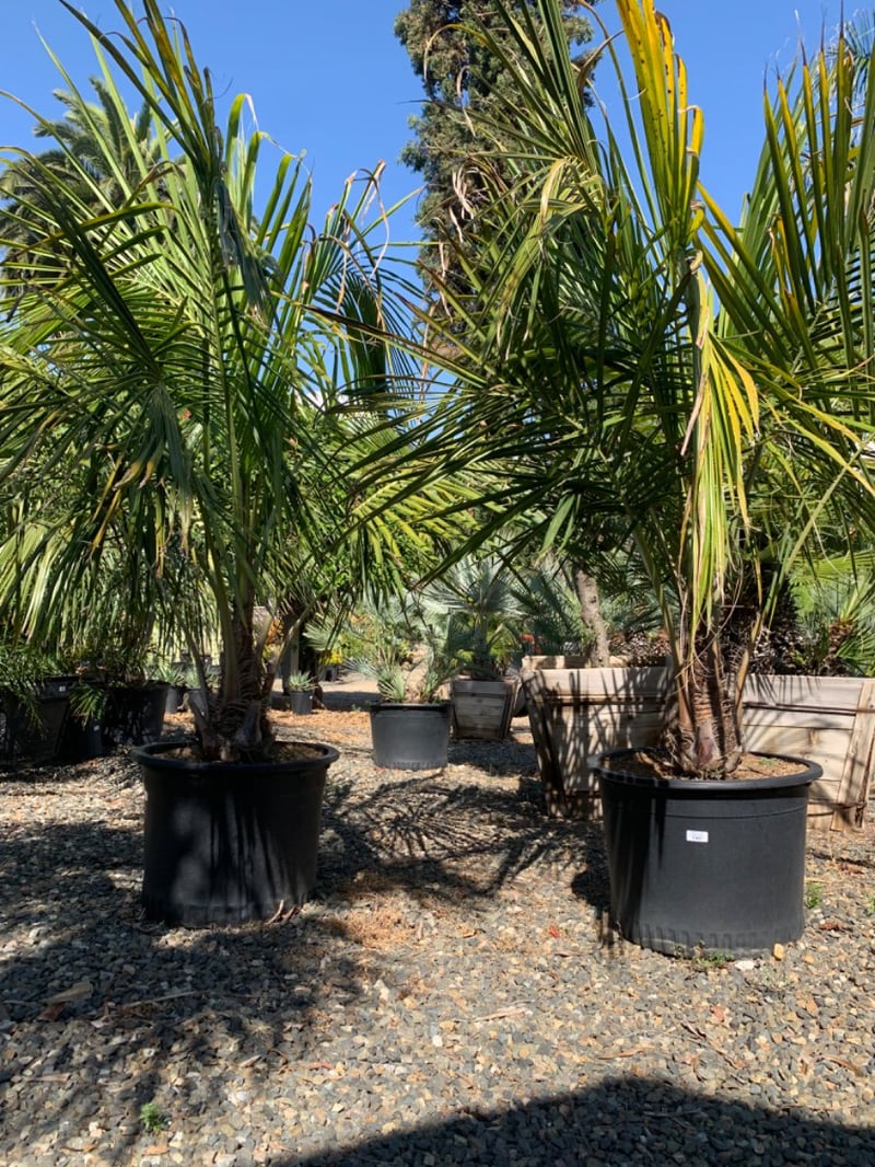 Photo for Beccariophoenix alfredii (High Plateau Coconut Palm)
