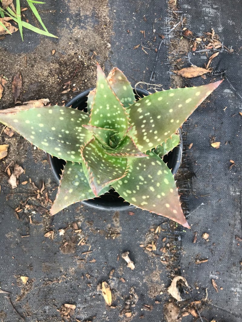 Photo for Aloe maculata (Soap Aloe)