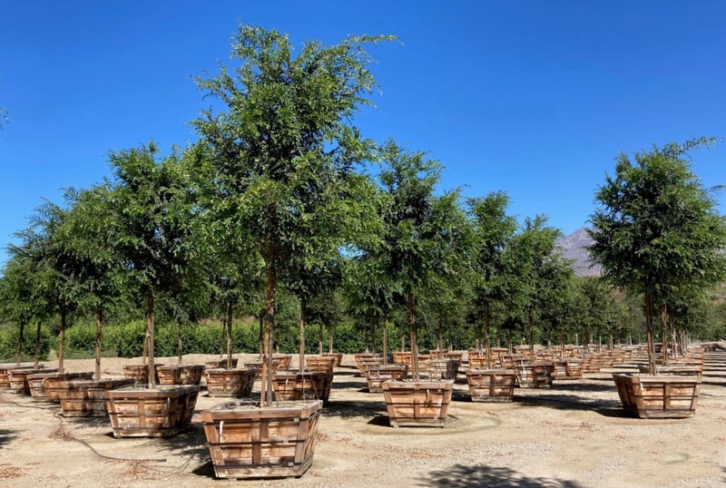 Photo for Ulmus parvifolia 'True Green' (True Green Chinese Elm)