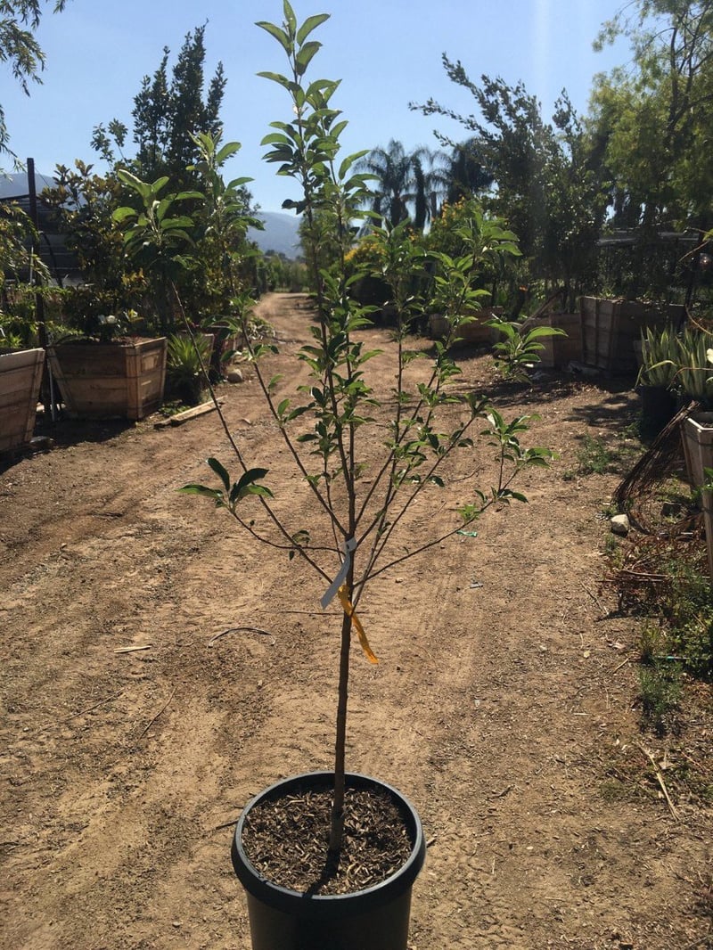 Photo for Malus (any variety) (Apple Tree)