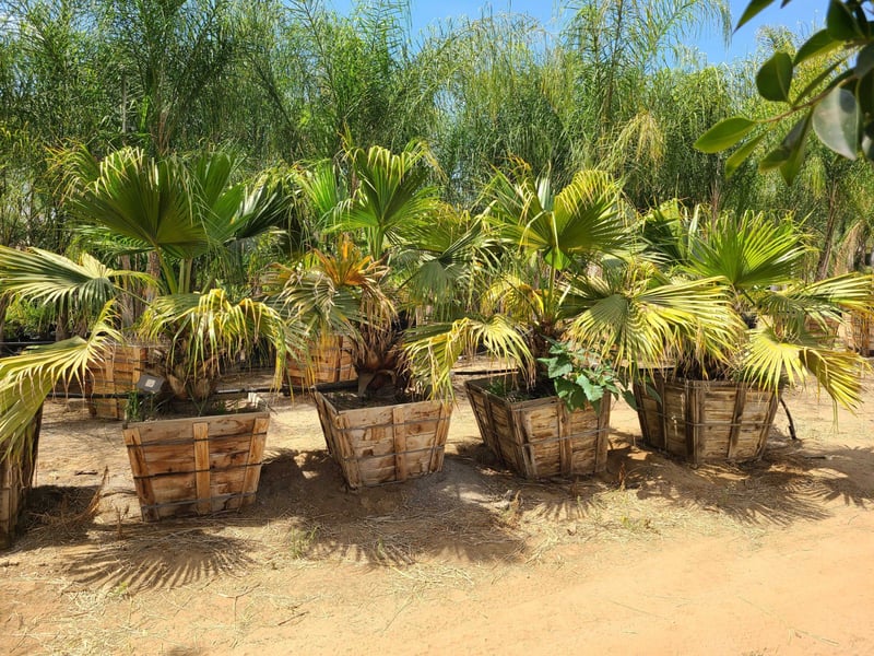 Photo for Livistona chinensis (Chinese Fan Palm)