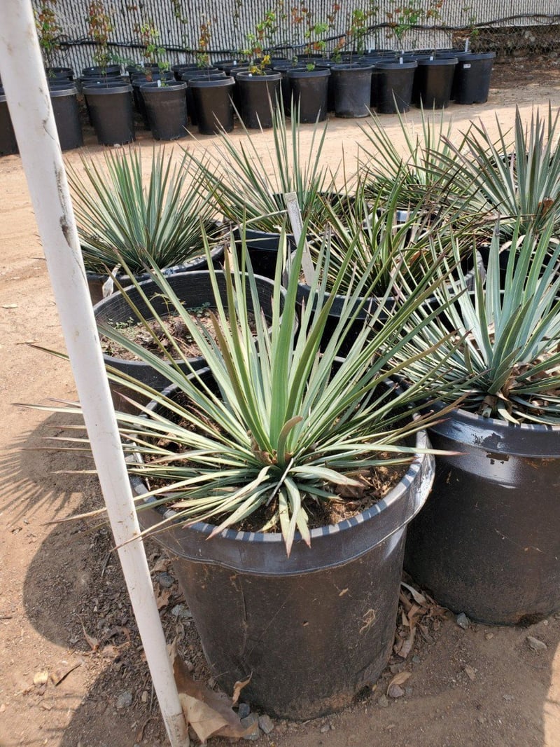 Photo for Hesperoyucca whipplei (Our Lord's Candle)