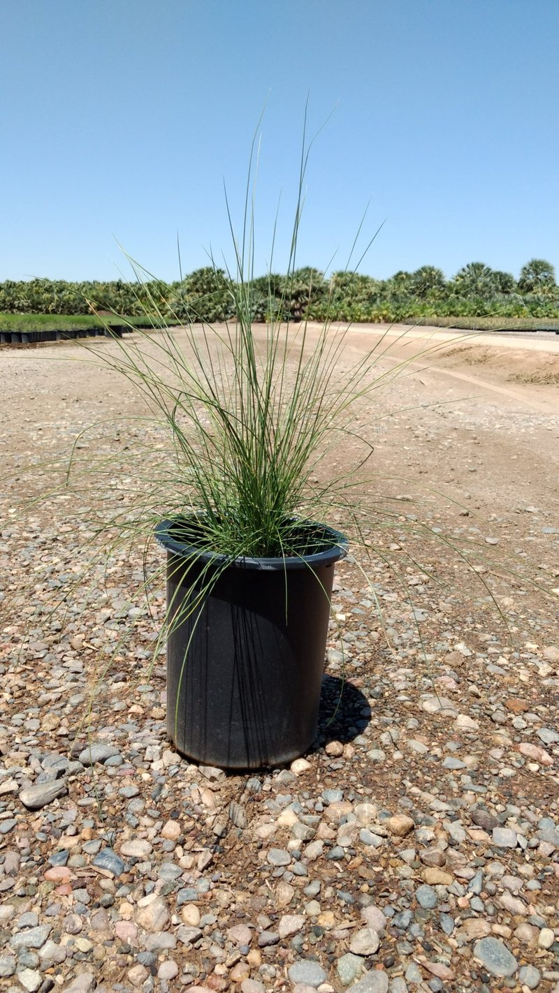 Photo for Muhlenbergia capillaris 'Lenca' (Regal Mist Pink Muhly Grass)