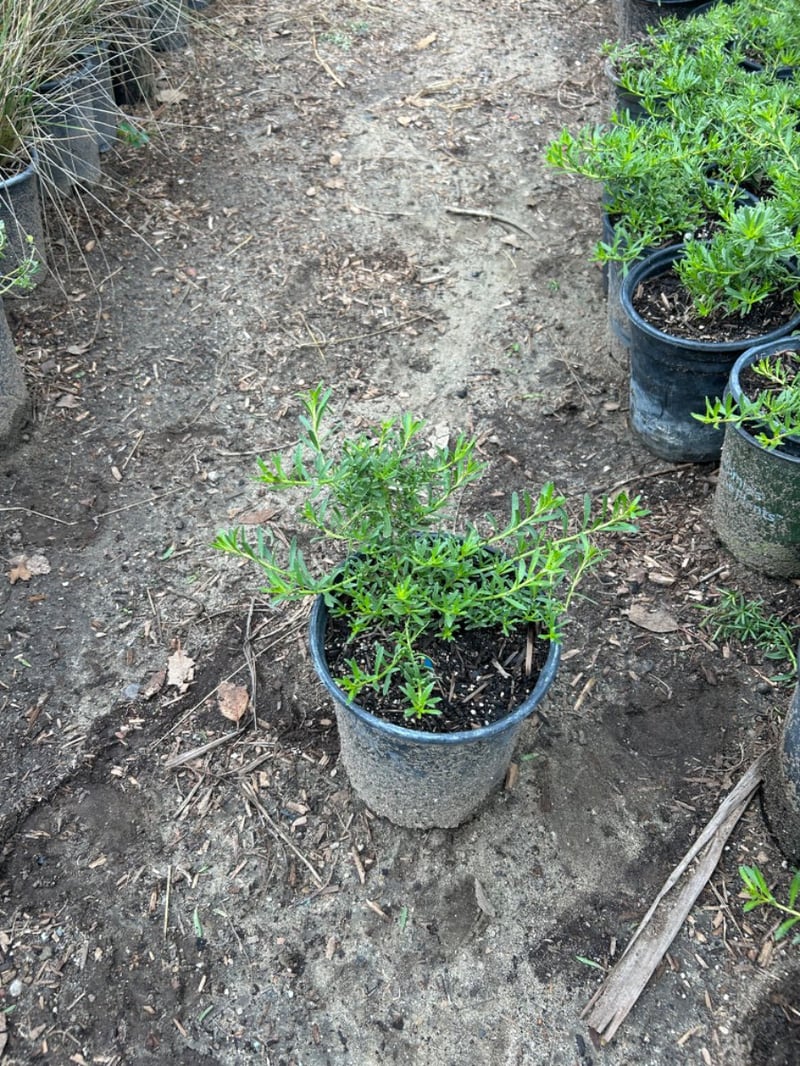Photo for Myoporum parvifolium 'Putah Creek' (Creeping Myoporum)
