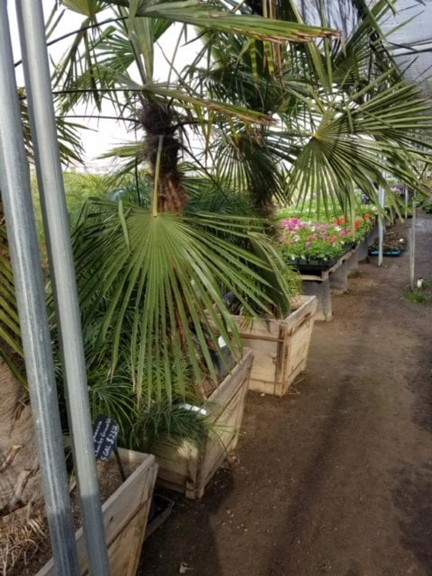 Photo for Trachycarpus fortunei (MIN 10' BTH) (Windmill Palm)