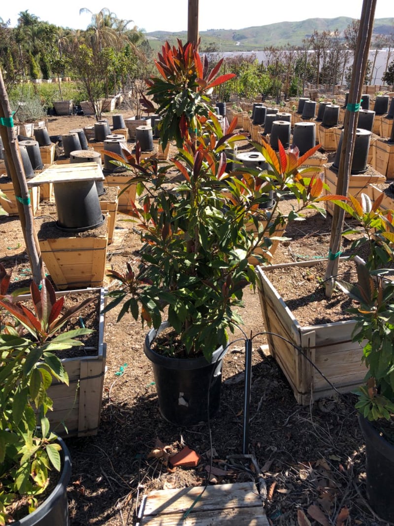 Photo for Eriobotrya deflexa 'Coppertone' (Multi) (Bronze Loquat)