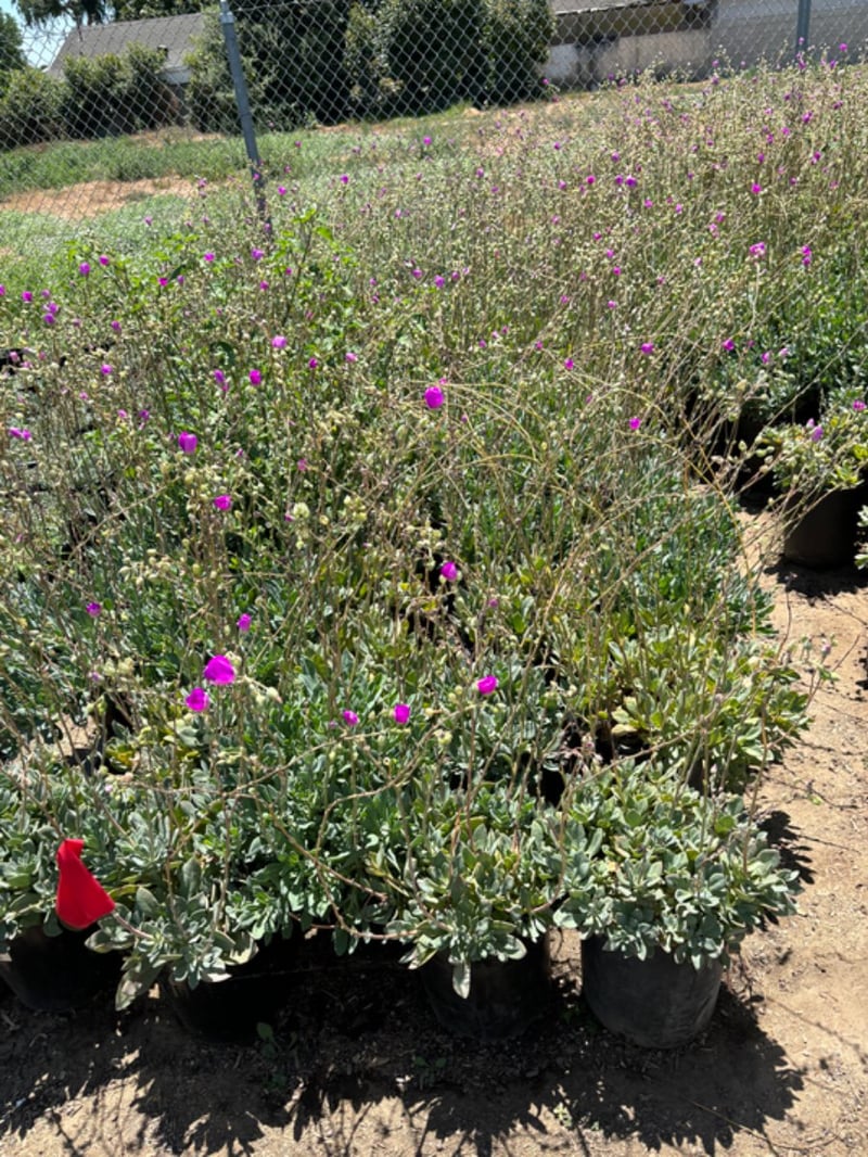 Photo for Calandrinia 'Shinning Pink' (Calandrinia 'Shining Pink')