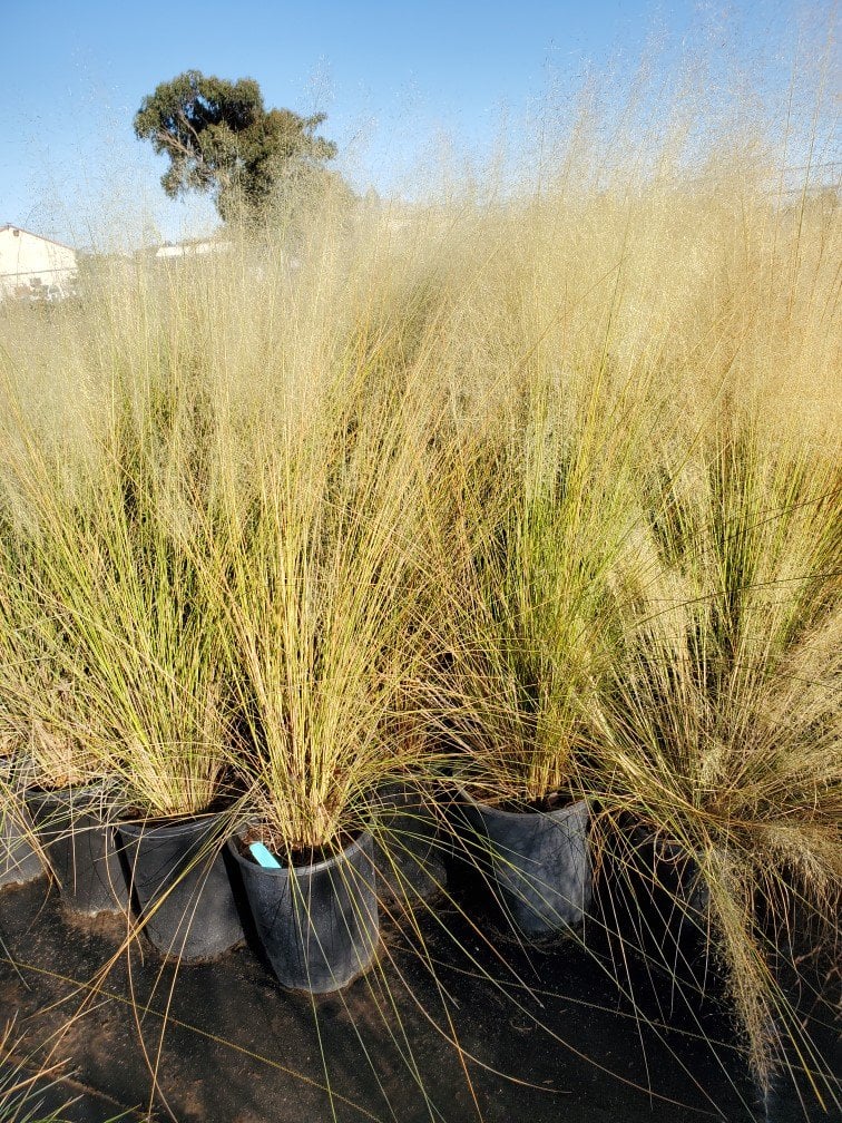 Photo for Muhlenbergia capillaris 'White Cloud' (White Awn Muhly)