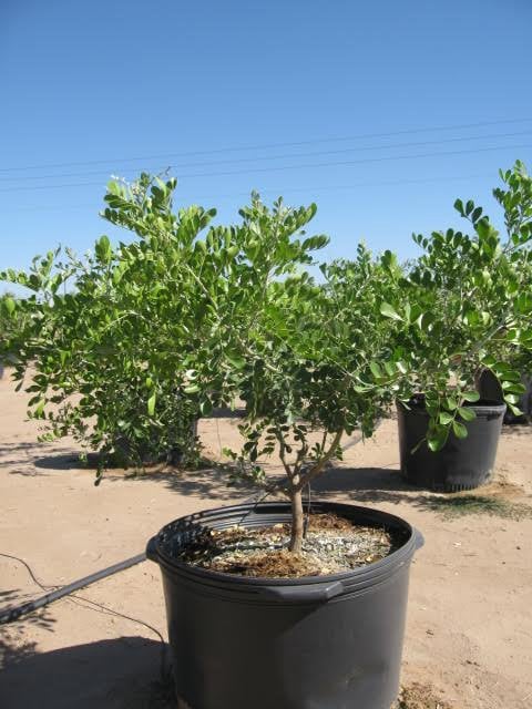 Photo for Dermatophyllum secundiflora (Sophora secundiflora) (Texas Mountain Laurel)