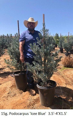 Photo for Podocarpus elongatus 'Monmal' (Column) (Icee Blue Yellow-Wood)