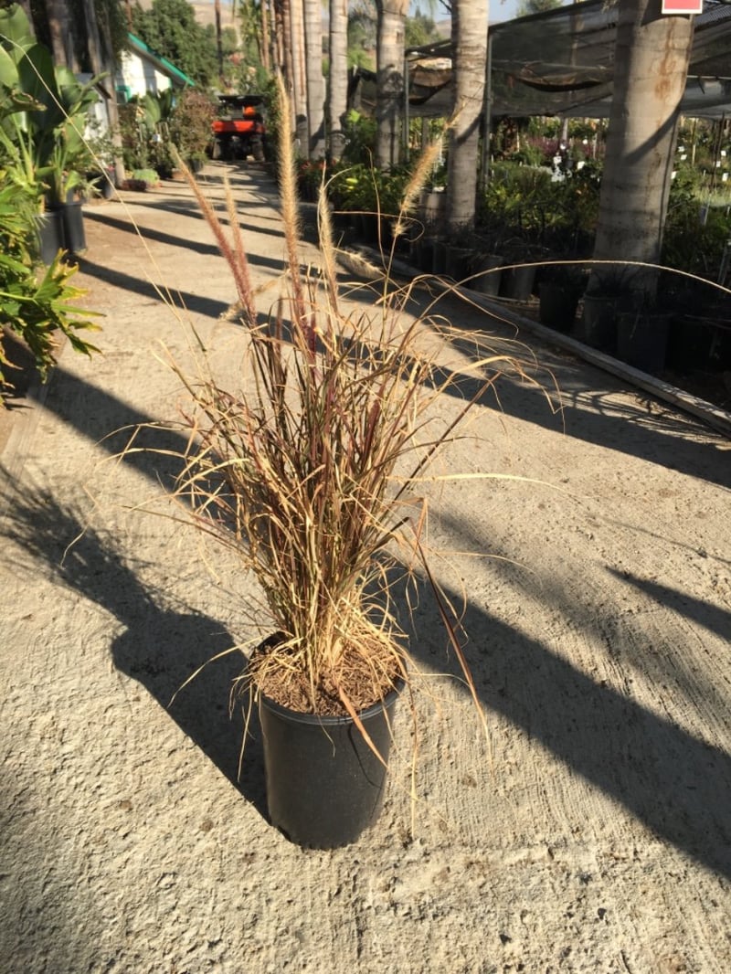 Photo for Pennisetum setaceum 'Rubrum' (Purple Fountain Grass)