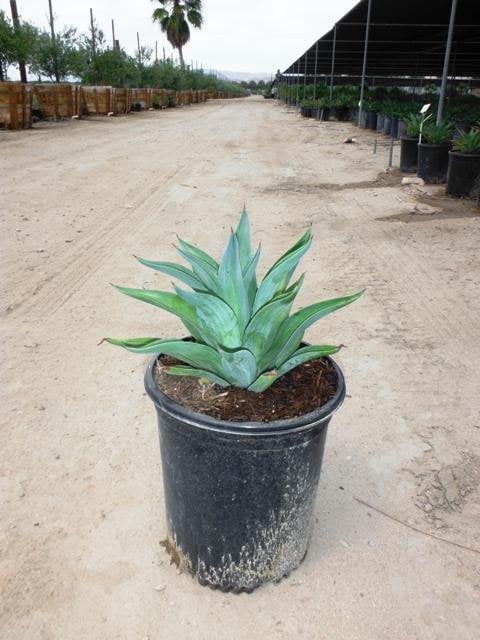Photo for Agave desmetiana (Smooth Agave)