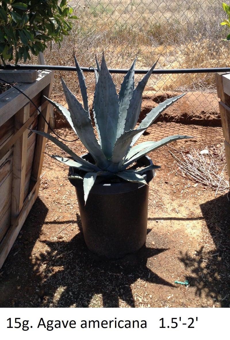 Photo for Agave americana (Century Plant)