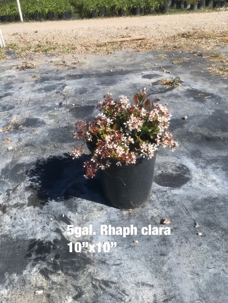 Photo for Rhaphiolepis indica 'Clara' (Clara Indian Hawthorn)