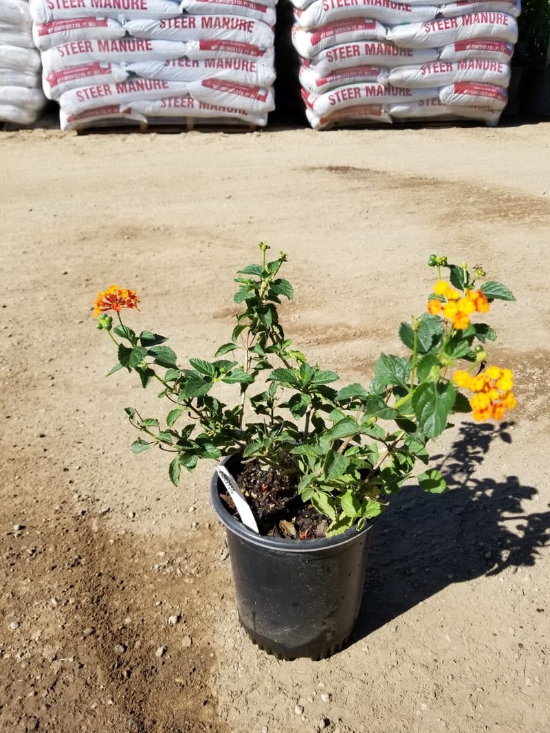 Photo for Lantana camara 'Orange' (Orange Lantana)