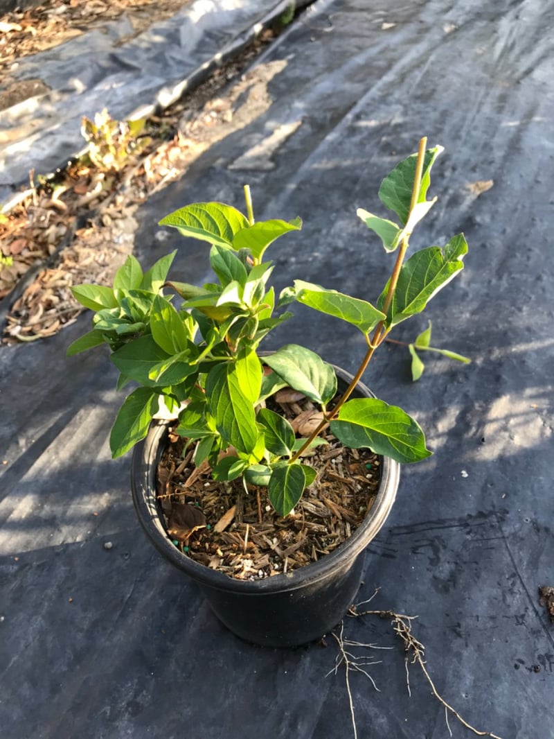 Photo for Lonicera japonica 'Halliana' (Japanese Honeysuckle)
