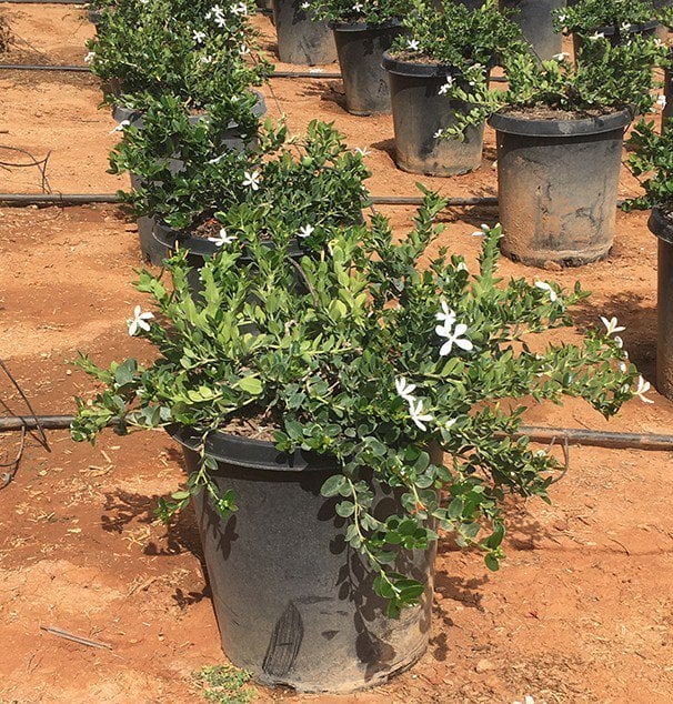 Photo for Carissa macrocarpa (Natal Plum)