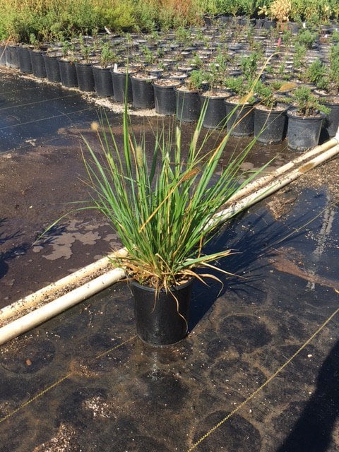 Photo for Pennisetum alopecuroides 'Little Bunny' (Little Bunny Dwarf Fountain Grass)