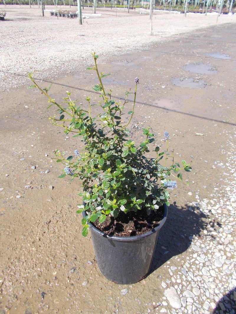 Photo for Ceanothus 'Frosty Blue' (Frosty Blue Mountain Lilac)