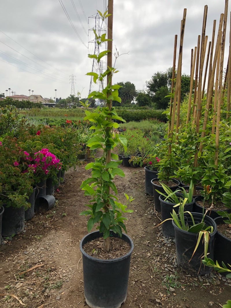 Photo for Distictis buccinatoria (Staked) (Red Trumpet Vine)