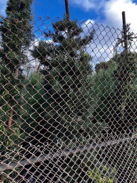 Photo for Podocarpus macrophyllus 'Maki' (Shrubby Yew Pine)