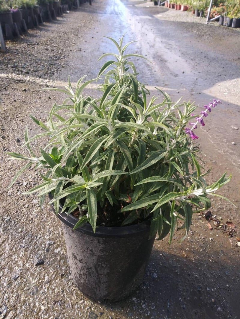 Photo for Salvia leucantha 'Midnight' (Midnight Purple Mexican Sage)