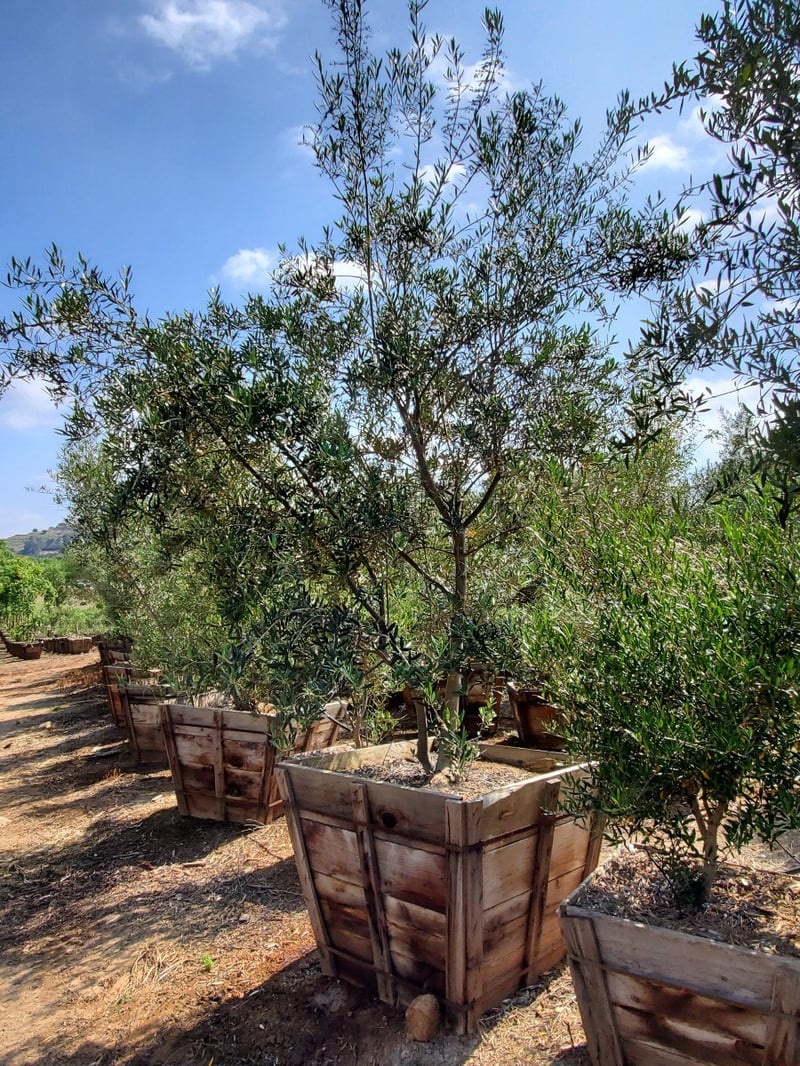 Photo for Olea europaea (Multi) (Olive Tree)