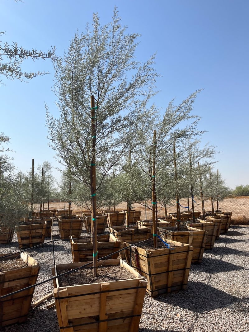 Photo for Acacia aneura (Mulga)