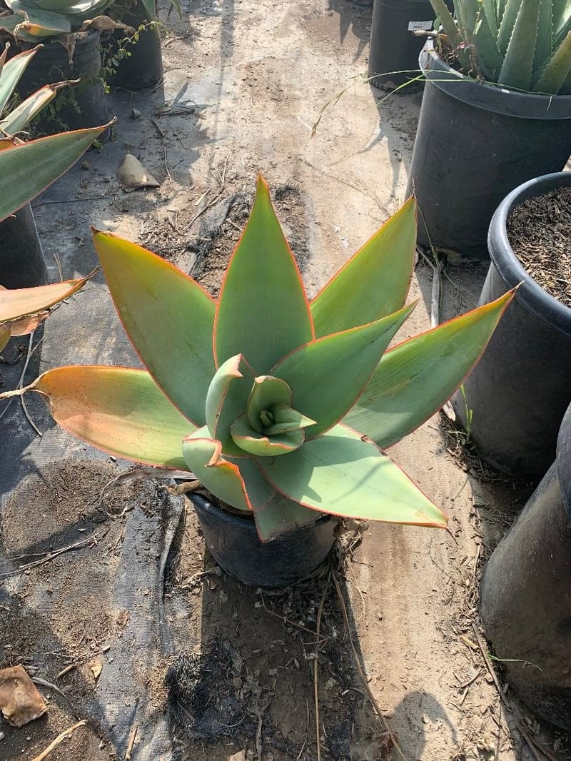 Photo for Aloe striata (Coral Aloe)