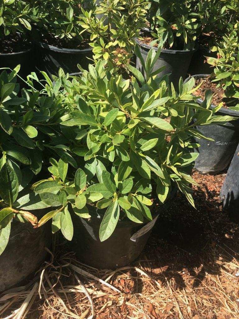 Photo for Azalea 'Red' (Red Azalea)