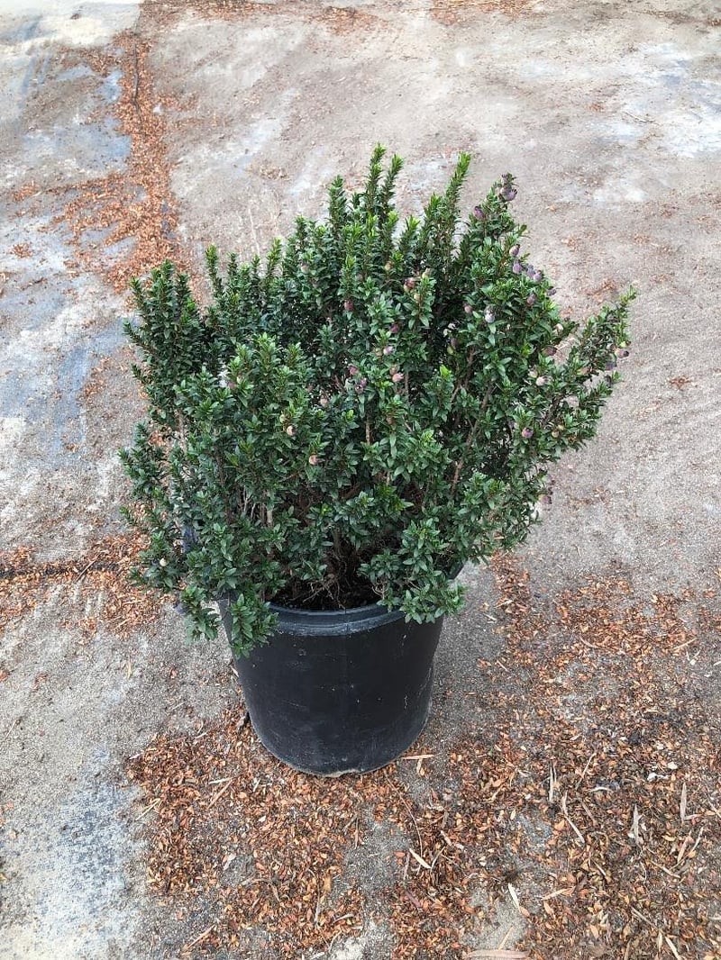 Photo for Myrtus communis 'Compacta' (Dwarf Myrtle)