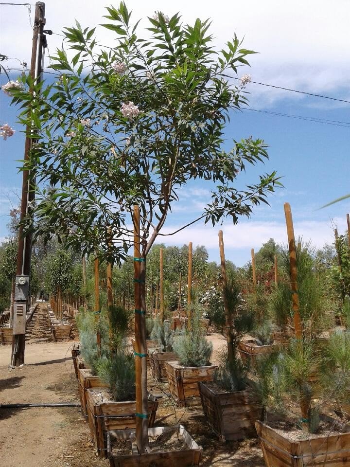 Photo for Chitalpa tashkentensis (Standard) (Chitalpa)