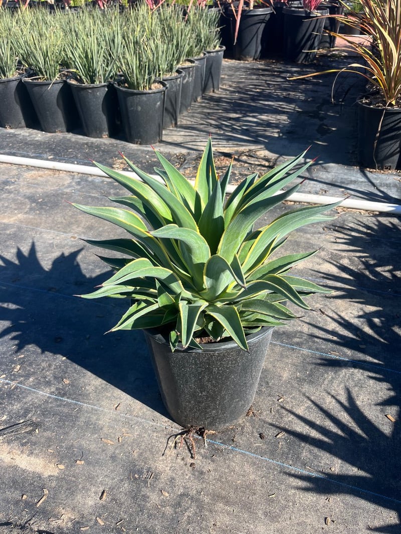 Photo for Agave desmetiana 'Variegata' (Variegated Smooth Agave)