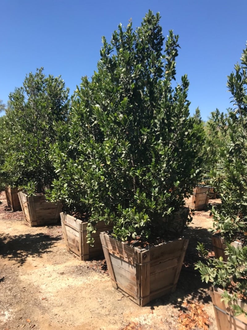 Photo for Prunus caroliniana (Carolina Cherry Laurel)