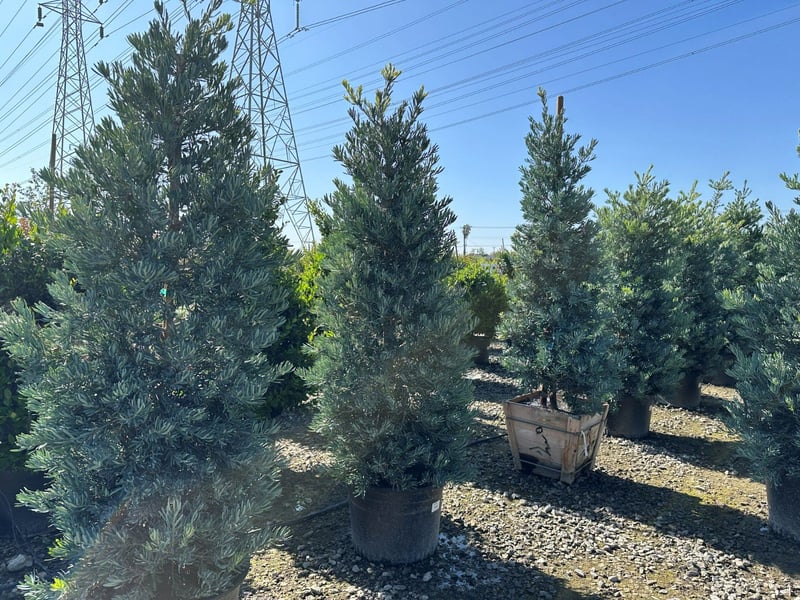 Photo for Podocarpus elongatus 'Monmal' (Icee Blue Monmal Yellow-Wood)