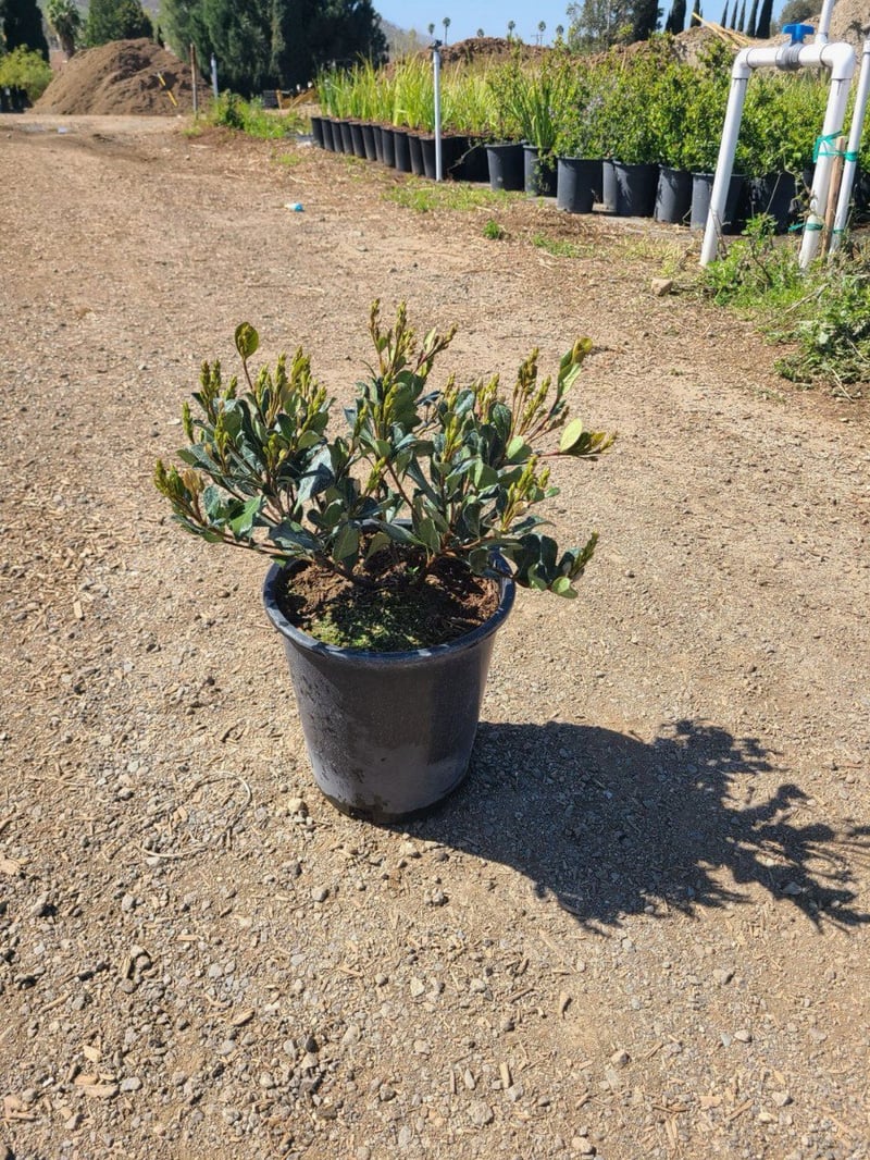 Photo for Raphiolepis indica (Indian Hawthorne)