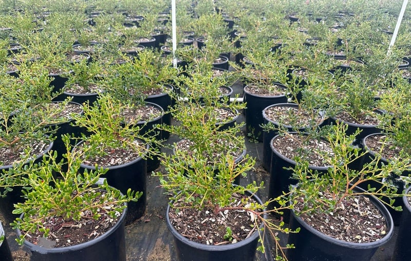 Photo for Ceanothus thyrsiflorus ‘Skylark’ (Skylark Wild Lilac)