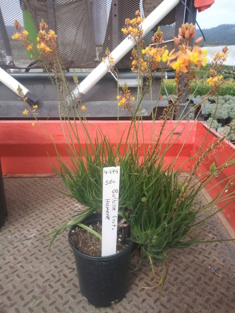 Photo for Bulbine frutescens 'Orange' (Stalked Bulbine)