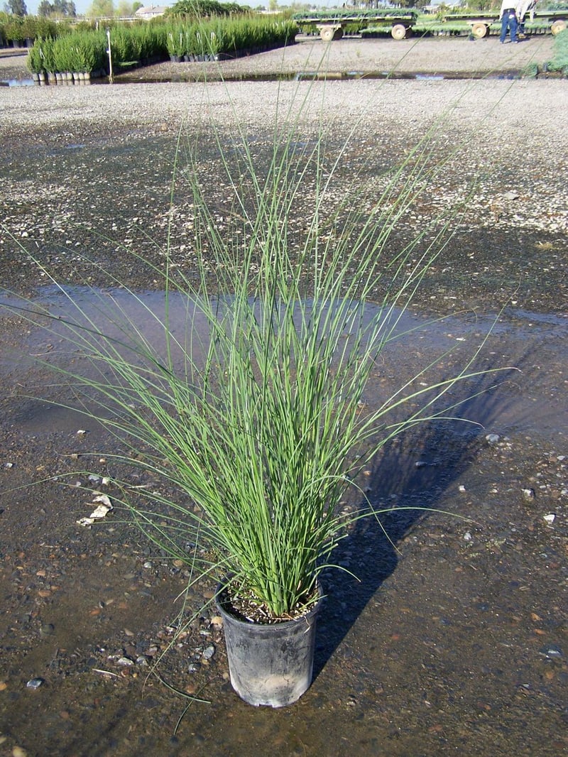Photo for Miscanthus sinensis 'Morning Light' (Morning Light Eulalia)