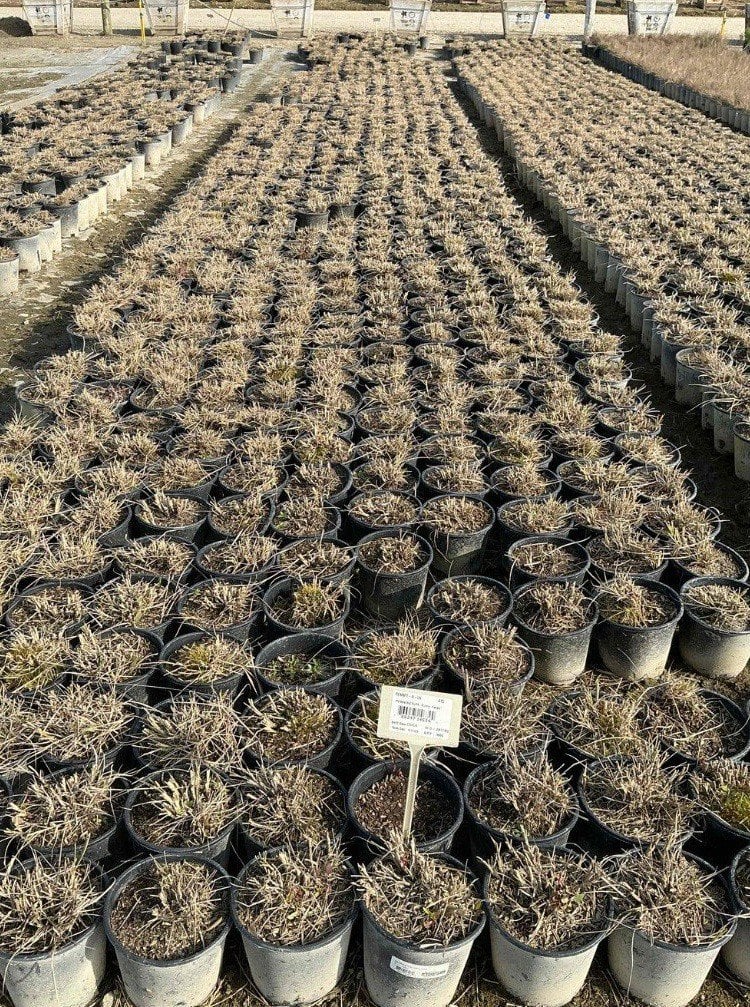 Photo for Pennisetum 'Fairy Tails' (Evergreen Fountain Grass)
