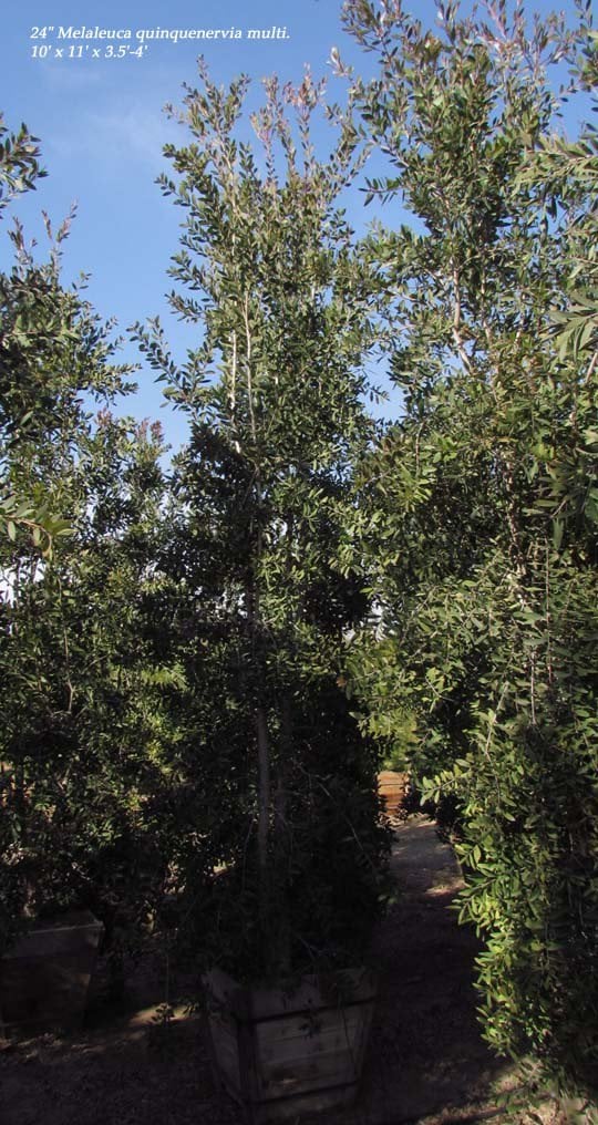 Photo for Melaleuca quinquenervia (Cajeput Tree, Paperbark Tree)