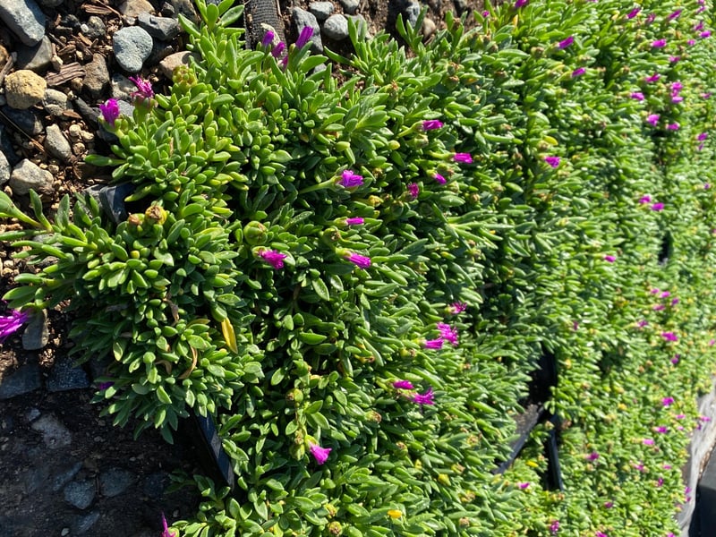 Photo for Delosperma 'John Proffitt' (John Proffitt Ice Plant)
