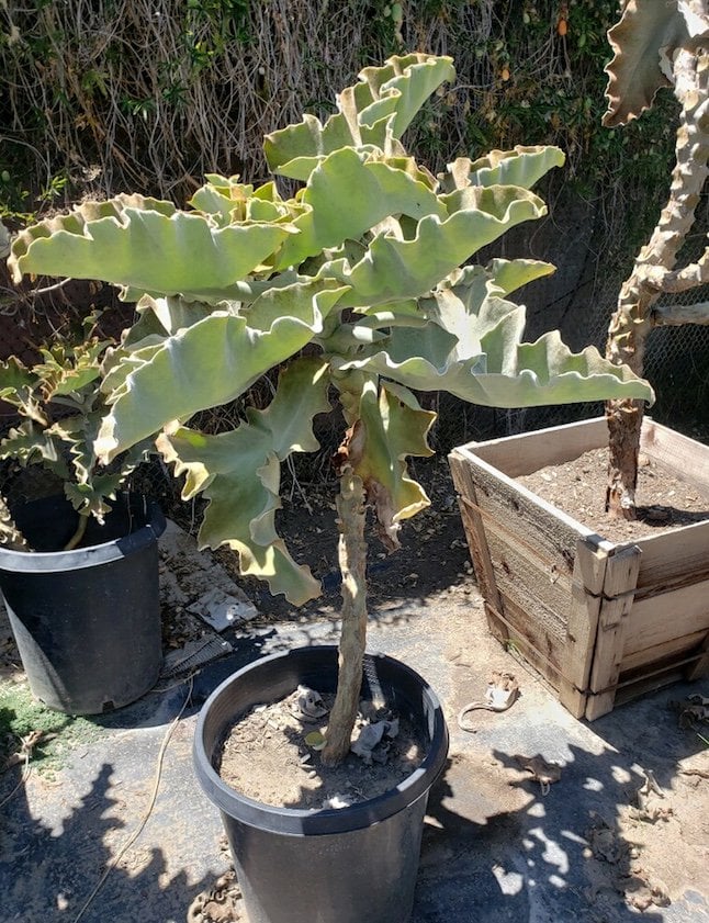 Photo for Kalanchoe beharensis (Felt Plant)
