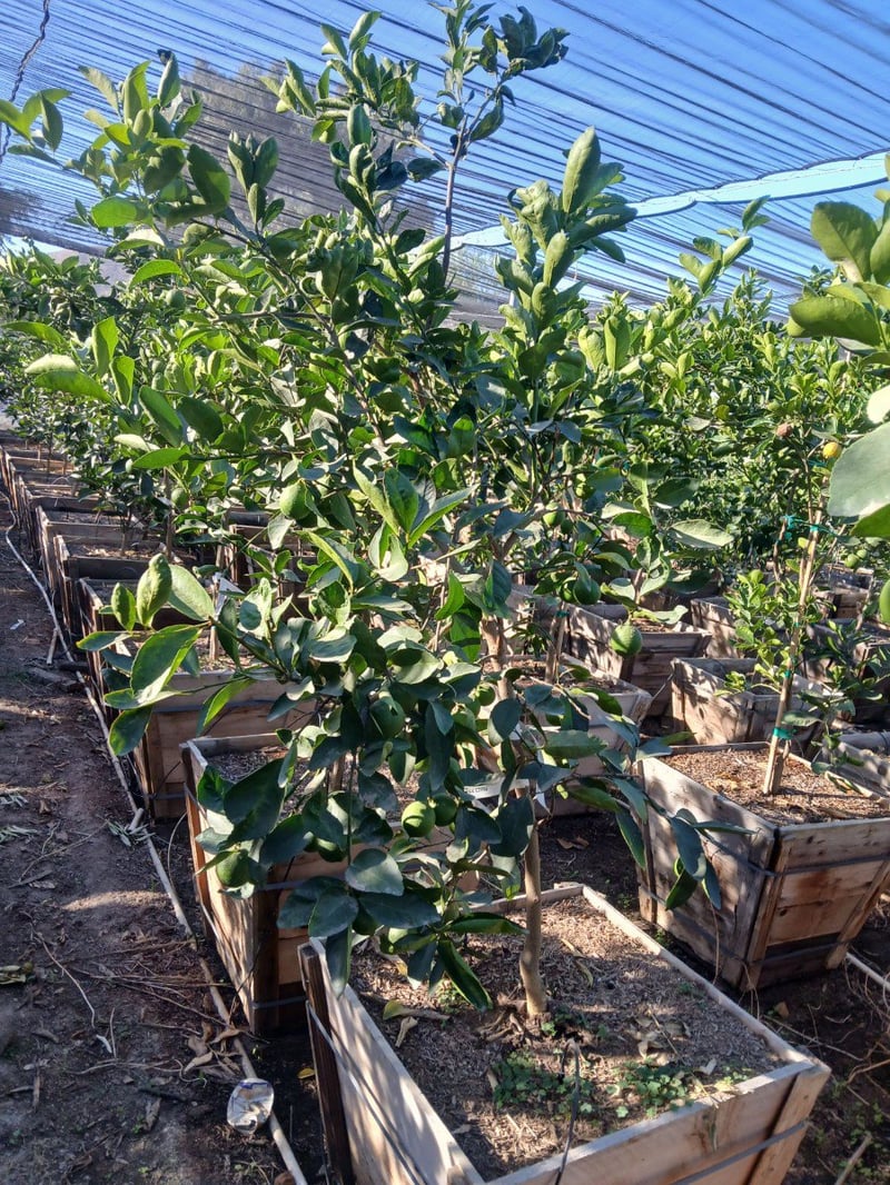 Photo for Citrus aurantifolia 'Bearss' Seedless (Seedless Bearss Lime)
