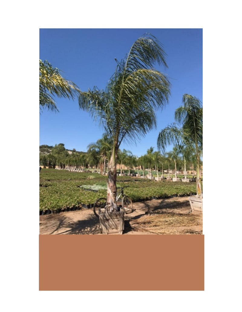 Photo for Syagrus romanzoffiana (Queen palm)