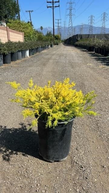 Photo for Coleonema pulchrum 'Sunset Gold' (Sunset Gold Breath of Heaven, Diosma)